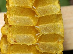 Bienenwabe mit Eiern 39
