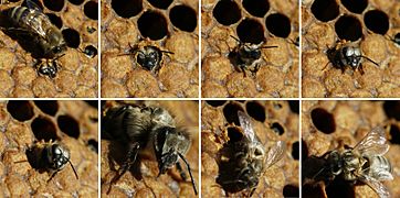 Birth of black bee (Apis mellifera mellifera)