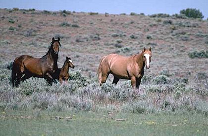 Horsescd1l-095