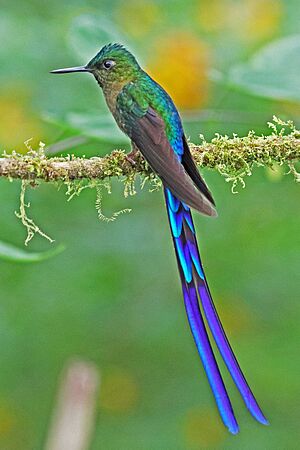 Violet-tailed Sylph 2 JCB
