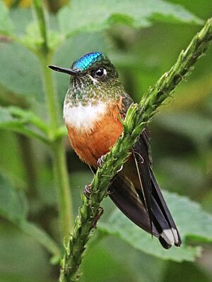 Violet-tailed Sylph (f) JCB