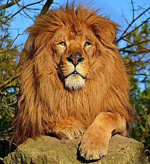 Lion d'Afrique