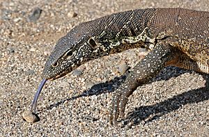 Nile Monitor (Varanus niloticus) (16545024096)