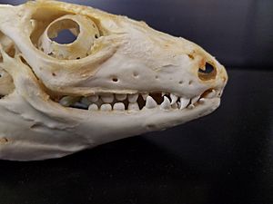 Red Tegu Skull