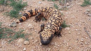 AZ Gila Monster 02