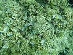 Octopus greece