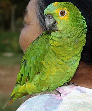 Papagaio (F锚mea) REFON 010907
