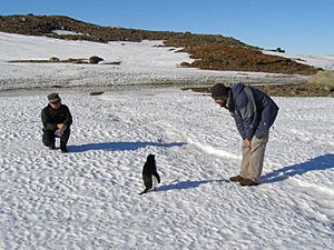 AntarcticaSummer