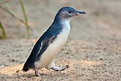 Little Penguin Feb09.jpg