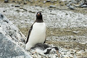 Brown Bluff-2016-Tabarin Peninsula–Gentoo penguin (Pygoscelis papua) 05