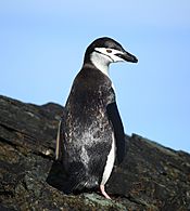 Pygoscelis antarcticus -Cooper Bay, South Georgia, British Overseas Territories, UK-8.jpg