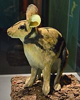 Sumatran Striped Rabbit Recontruction