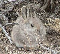 BRACHYLAGUS IDAHOENSIS