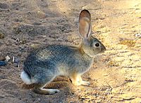 What's Up Doc