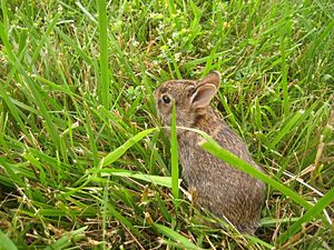 Baby rabbit