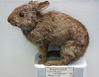 Sylvilagus brasiliensis meridensis (Sylvilagus meridensis) - Museo Civico di Storia Naturale Giacomo Doria - Genoa, Italy - DSC02875