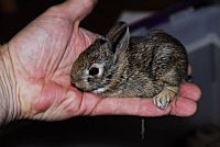 Southern swamp rabbit baby