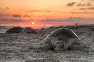Turtle golfina escobilla oaxaca mexico claudio giovenzana 2010