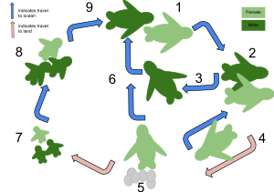 Life Cycle of a Sea Turtle