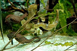 Sea horses