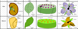 Comparison of Monocotyledons and Dicotyledons