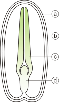 Budowa nasienia-dwuliscienne