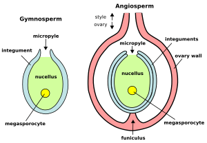 Ovule-Gymno-Angio-en