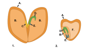 Monocot dicot seed
