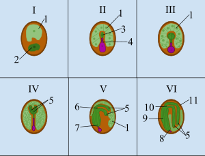 Seed Development Cycle