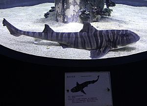Zebra bullhead shark Beijing Aquarium 17 Sep 2010