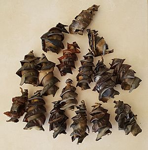 Port-Jackson-Shark-egg-cases
