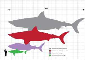Megalodon scale