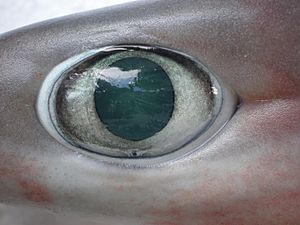 Hexanchus nakamurai JNC2615 Eye