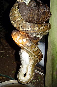 Carpet snake
