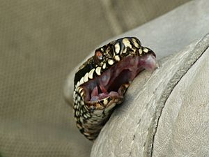 ViperaBerusFang