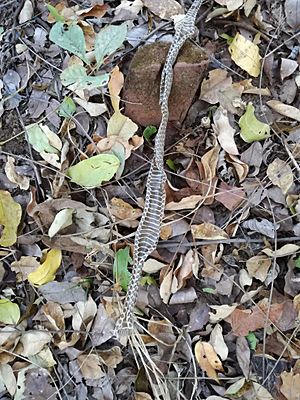 Snake Skin