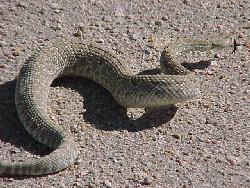 Crotalus scutulatus 03