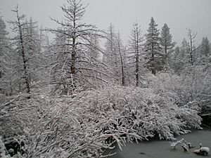 TruckeeWinter07