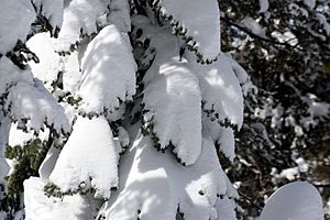 Tree covered with snow
