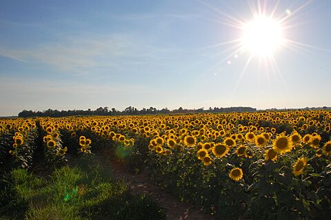 SunflowerSunset2