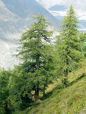 Larix decidua Aletschwald