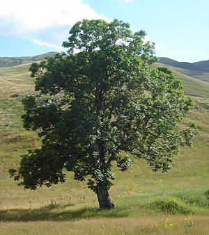 Usamljeni jasen - panoramio (cropped)