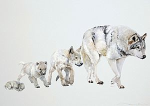 Canis lupus occidentalis (Etapas de crecimiento) - Miren Leyzaola