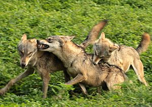 Canis lupus pallipes Mysore Zoo 2