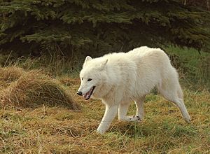 Polarwolf004