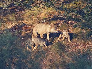 Iberian Wolf 01