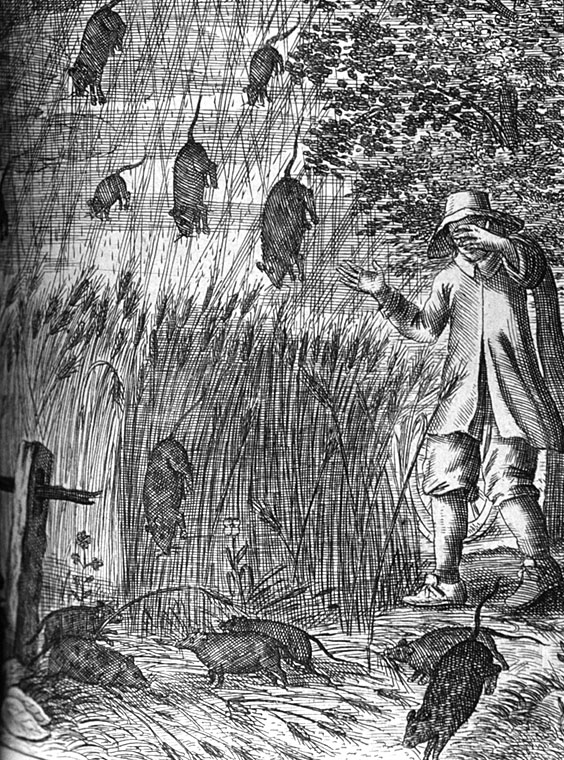 Raining rats during a particularly violent storm. In: “Der Wunder-reiche Uberzug [sic] unserer Nider-Welt….” by Erasmus 