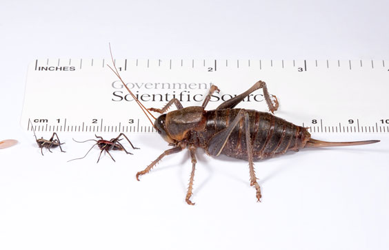 Life stages of the Mormon cricket: egg, first instar nymph, third instar nymph, and adult female. Agricultural Research