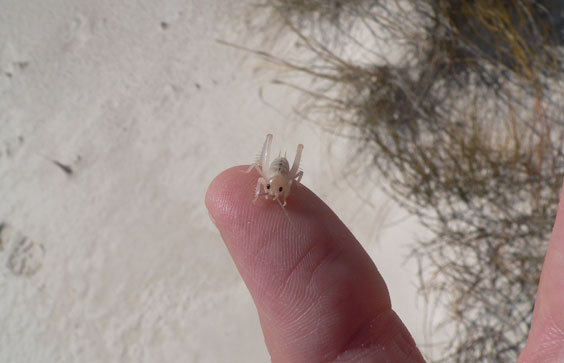 The White Sands Interdune Sand-treader camel cricket lives only at White Sands, where they are uniquely adapted to live
