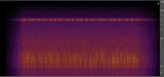 Spectrogram of crickets. At Sound Gallery: Crickets. National Park Service.